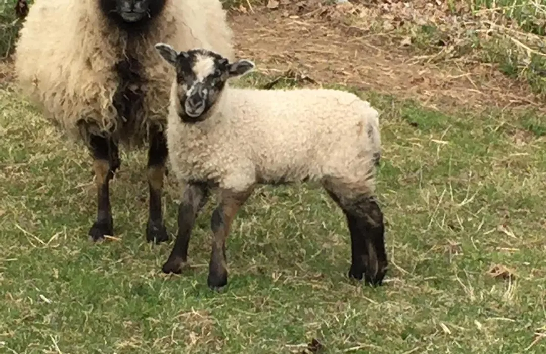 Bryn Meadow Farm B&B-1